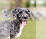 Small #1 Poodle (Miniature) Mix