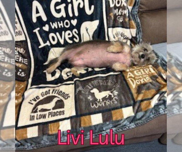 Medium Photo #10 Mutt Puppy For Sale in San Antonio, TX, USA