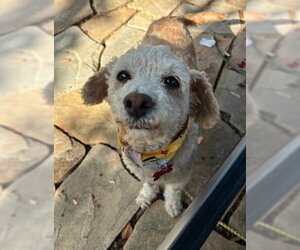 Poodle (Miniature) Dogs for adoption in San Diego, CA, USA