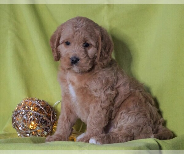 Medium Photo #1 Miniature Labradoodle Puppy For Sale in FREDERICKSBG, OH, USA