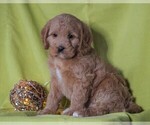 Small Photo #1 Miniature Labradoodle Puppy For Sale in FREDERICKSBG, OH, USA