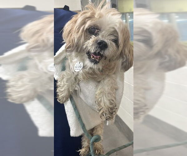 Medium Photo #1 Shih Tzu-Unknown Mix Puppy For Sale in Forestville, MD, USA