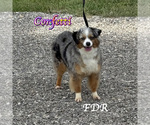 Small Photo #1 Miniature Australian Shepherd Puppy For Sale in FORESTBURG, TX, USA