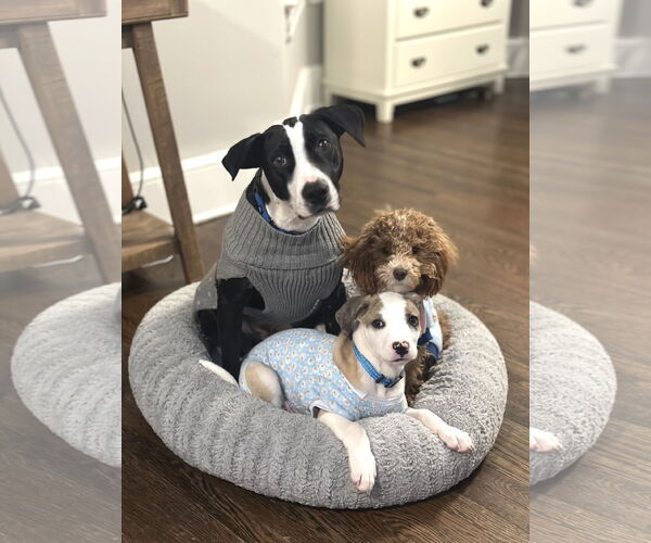 Medium Photo #3 Catahoula Leopard Dog-Unknown Mix Puppy For Sale in Rockaway, NJ, USA