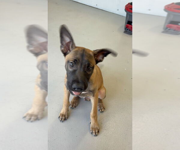 Medium Photo #7 Mutt Puppy For Sale in Studio City, CA, USA