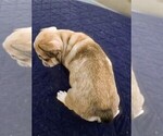 Small Photo #5 French Bulldog Puppy For Sale in CHINO HILLS, CA, USA
