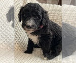 Small Photo #2 Labradoodle Puppy For Sale in LIBERTY, IL, USA