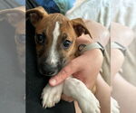 Small #11 American Pit Bull Terrier Mix