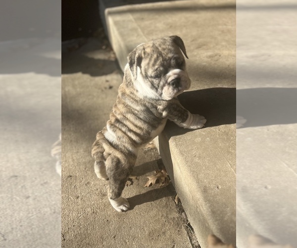 Medium Photo #1 Bulldog Puppy For Sale in LIBERTY, MO, USA