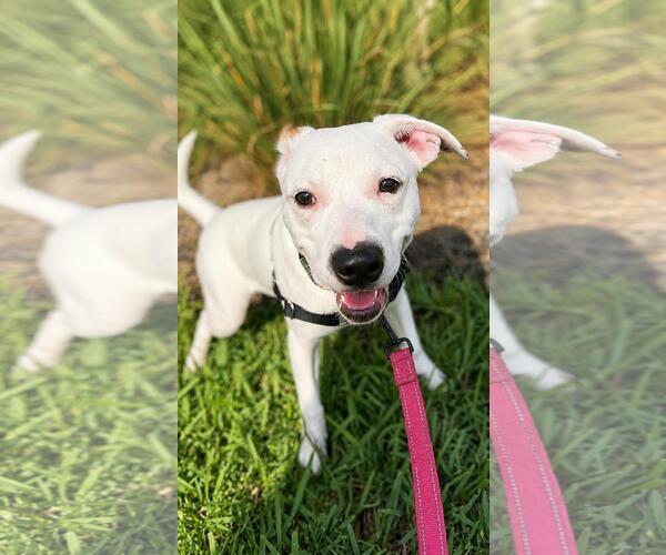 Medium Photo #4 Boxer-Unknown Mix Puppy For Sale in Pompano Beach , FL, USA