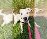 Small Photo #4 Boxer-Unknown Mix Puppy For Sale in Pompano Beach , FL, USA