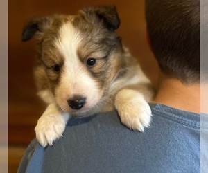 Shetland Sheepdog Puppy for sale in KINGSPORT, TN, USA