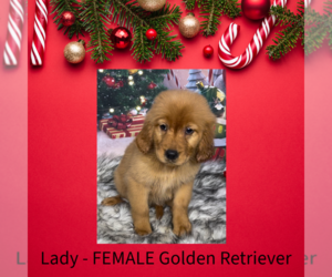 Golden Retriever Puppy for sale in AZLE, TX, USA