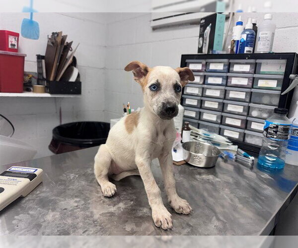 Medium Photo #1 German Wirehaired Pointer-Unknown Mix Puppy For Sale in San Andreas, CA, USA