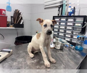 German Wirehaired Pointer-Unknown Mix Dogs for adoption in San Andreas, CA, USA