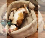 Small #2 Beagle