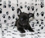 Small Photo #2 French Bulldog Puppy For Sale in PARKLAND, FL, USA
