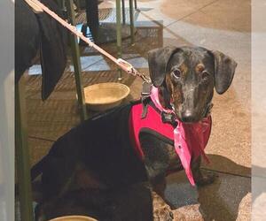 Daisy  -  Bonded With Norman  -  So Ca - Female Dachshund-Unknown Mix Dog for Adoption - Photo #4