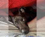 Small #6 Mutt