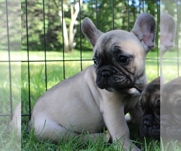 Medium Photo #9 French Bulldog Puppy For Sale in SOLWAY, MN, USA