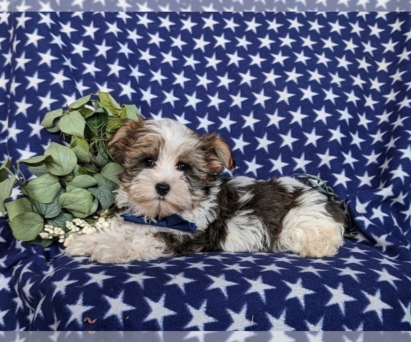 Medium Photo #2 Biewer Terrier-Maltese Mix Puppy For Sale in LEOLA, PA, USA
