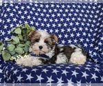 Small Photo #2 Biewer Terrier-Maltese Mix Puppy For Sale in LEOLA, PA, USA