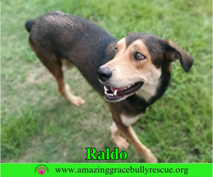 Raldo - Male Australian Shepherd-Unknown Mix Dog for Adoption - Photo #3