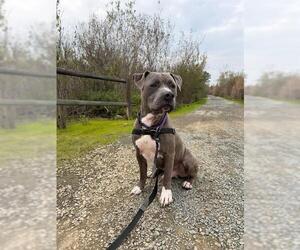 Mutt Dogs for adoption in Chula Vista, CA, USA