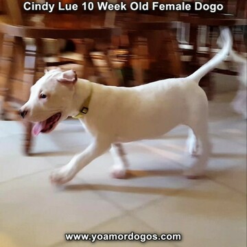 Medium Photo #98 Dogo Argentino Puppy For Sale in PINEVILLE, MO, USA