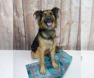 Sigmund - Male Shepradors Dog for Adoption - Photo #5