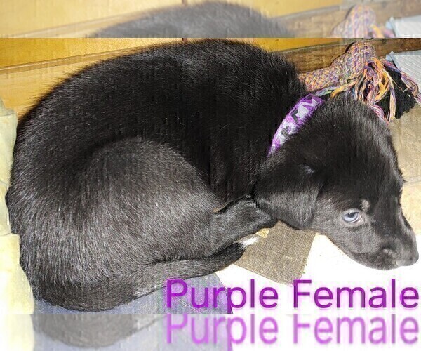 Medium Photo #6 Wolf Hybrid Puppy For Sale in BUNKER HILL, WV, USA