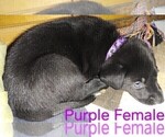 Small Photo #6 Wolf Hybrid Puppy For Sale in BUNKER HILL, WV, USA
