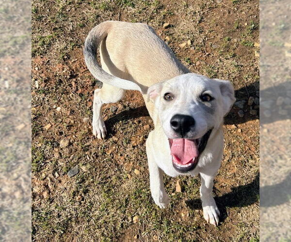 Medium Photo #3 Labrador Retriever Puppy For Sale in Bryant, AR, USA