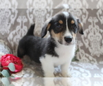 Small Photo #6 Pembroke Welsh Corgi Puppy For Sale in SHILOH, OH, USA