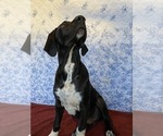 Puppy 9 Great Dane-Redbone Coonhound Mix