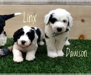 Sheepadoodle Puppy for sale in GOLDEN CITY, MO, USA