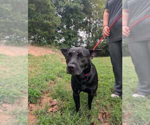 Milo (AL) - Male Mutt Dog for Adoption - Photo #2