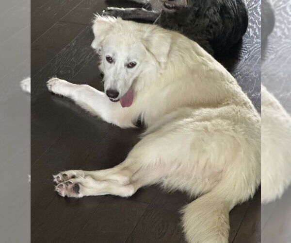 Medium Photo #4 Great Pyrenees Puppy For Sale in Spring, TX, USA