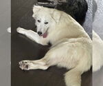 Small #3 Great Pyrenees