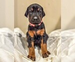 Small Photo #5 Doberman Pinscher Puppy For Sale in VERMILION, OH, USA