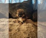Small Photo #2 Pomeranian Puppy For Sale in HOPKINSVILLE/PRINCETON, KY, NH, USA