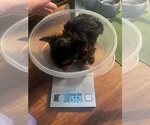 Small #7 Yorkshire Terrier