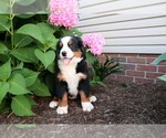 Small Photo #2 Bernese Mountain Dog Puppy For Sale in WOOSTER, OH, USA