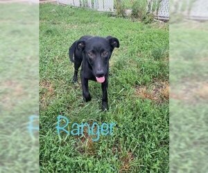 Labrador Retriever-Unknown Mix Dogs for adoption in Iroquois, IL, USA