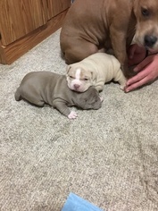 American Bully Mikelands  Puppy for sale in CANONSBURG, PA, USA