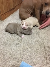 Medium American Bully Mikelands 