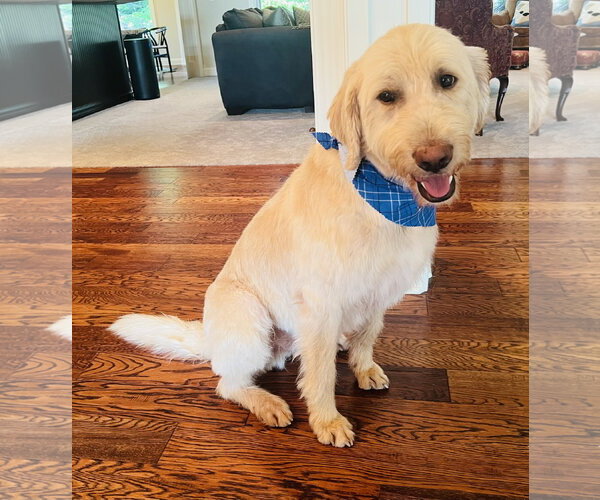 Medium Photo #2 Irish Wolfhound-Poodle (Standard) Mix Puppy For Sale in Germantown, OH, USA