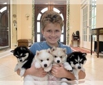 Small Photo #15 Pomsky-Siberian Husky Mix Puppy For Sale in WINDERMERE, FL, USA