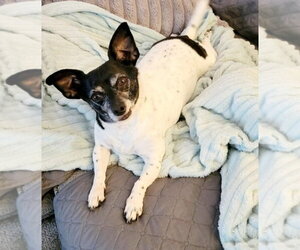 Chihuahua-Unknown Mix Dogs for adoption in Crystal, MN, USA