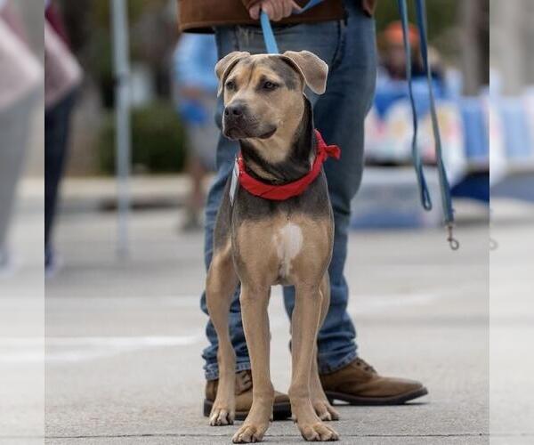 Medium Photo #4 Mutt Puppy For Sale in San Diego, CA, USA